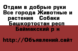 Отдам в добрые руки  - Все города Животные и растения » Собаки   . Башкортостан респ.,Баймакский р-н